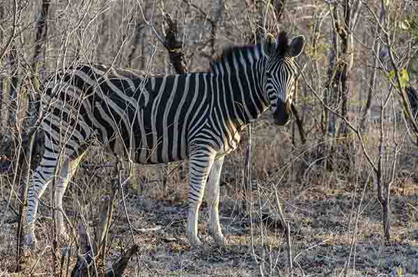 58 - Cebra - reserva Sabi Sands - Sudafrica